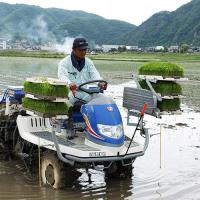 みつの里 店長直売サイト / 【新米予約】28年産 きぬむすめ 30kg